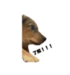 愛犬シェリの日常（個別スタンプ：5）