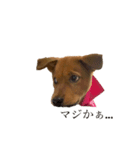 愛犬シェリの日常（個別スタンプ：6）