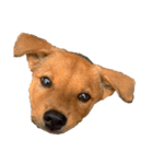 愛犬シェリの日常（個別スタンプ：9）