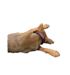 愛犬シェリの日常（個別スタンプ：11）