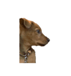 愛犬シェリの日常（個別スタンプ：12）
