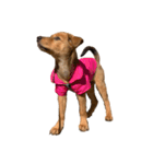 愛犬シェリの日常（個別スタンプ：13）