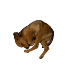 愛犬シェリの日常（個別スタンプ：14）