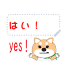 柴犬メッセージスタンプ（個別スタンプ：4）