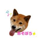 だいちゃん好きのためのスタンプ第二弾（個別スタンプ：1）