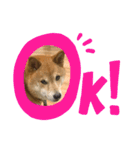 だいちゃん好きのためのスタンプ第二弾（個別スタンプ：4）