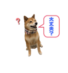 だいちゃん好きのためのスタンプ第二弾（個別スタンプ：15）