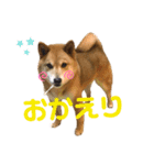 だいちゃん好きのためのスタンプ第二弾（個別スタンプ：16）