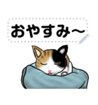 ハチワレ 三毛猫（個別スタンプ：3）