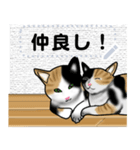 ハチワレ 三毛猫（個別スタンプ：6）