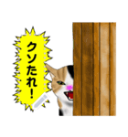 ハチワレ 三毛猫（個別スタンプ：9）