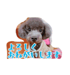トイプードルのチロルとアポロ2（個別スタンプ：4）