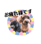 トイプードルのチロルとアポロ2（個別スタンプ：16）