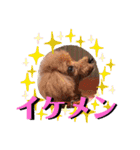 トイプードルのチロルとアポロ2（個別スタンプ：17）