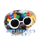 トイプードルのチロルとアポロ2（個別スタンプ：19）
