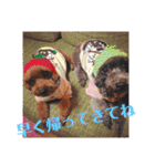 トイプードルのチロルとアポロ2（個別スタンプ：20）