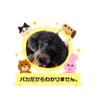 トイプードルのチロルとアポロ2（個別スタンプ：22）