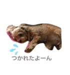 マルプーのぷーたん 第7弾（個別スタンプ：40）