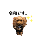 うちのトイプードルファミリー（個別スタンプ：4）