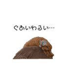 うちのトイプードルファミリー（個別スタンプ：6）