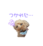 うちのトイプードルファミリー（個別スタンプ：8）