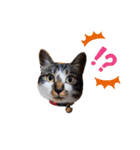 MADDER'sすたんぷ②（個別スタンプ：1）