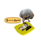 KOTAROU＆MAME（個別スタンプ：5）