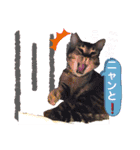 KOTAROU＆MAME（個別スタンプ：6）
