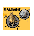 KOTAROU＆MAME（個別スタンプ：7）