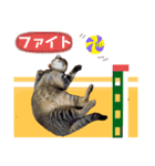 KOTAROU＆MAME（個別スタンプ：12）