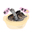 KOTAROU＆MAME（個別スタンプ：13）