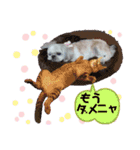 KOTAROU＆MAME（個別スタンプ：14）