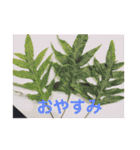 Aloha  Lei / アロハ レイ ハワイ（個別スタンプ：4）