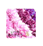 Aloha  Lei / アロハ レイ ハワイ（個別スタンプ：8）