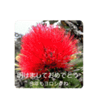 Aloha  Lei / アロハ レイ ハワイ（個別スタンプ：16）