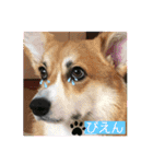 イワモトコー（個別スタンプ：3）