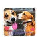 イワモトコー（個別スタンプ：4）