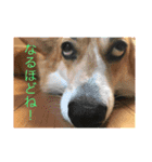 イワモトコー（個別スタンプ：5）