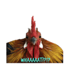 chicken emotions（個別スタンプ：2）
