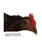 chicken emotions（個別スタンプ：3）