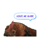 chicken emotions（個別スタンプ：4）