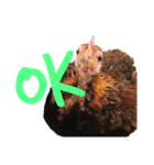 chicken emotions（個別スタンプ：5）