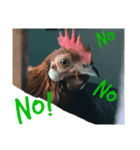 chicken emotions（個別スタンプ：7）