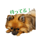 ぽめらにあんのちゃぱ（個別スタンプ：10）