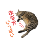 金家のふくちゃん（個別スタンプ：14）