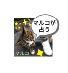 マルコが占う（個別スタンプ：1）