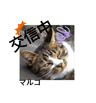 マルコが占う（個別スタンプ：4）