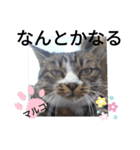 マルコが占う（個別スタンプ：7）