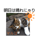 マルコが占う（個別スタンプ：8）