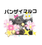 マルコが占う（個別スタンプ：13）